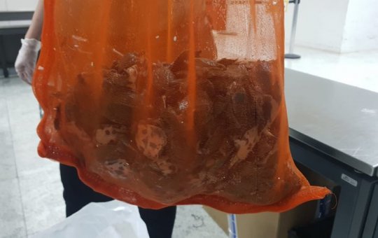 Mais de 380 tartarugas chinesas são apreendidas em aeroporto