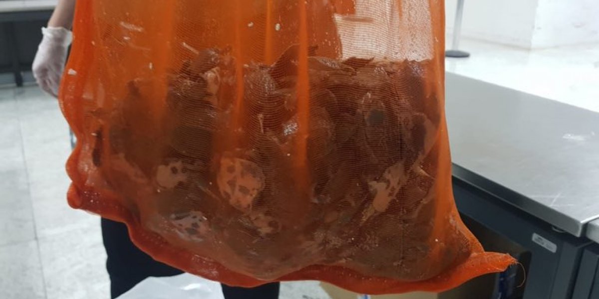 Mais de 380 tartarugas chinesas são apreendidas em aeroporto