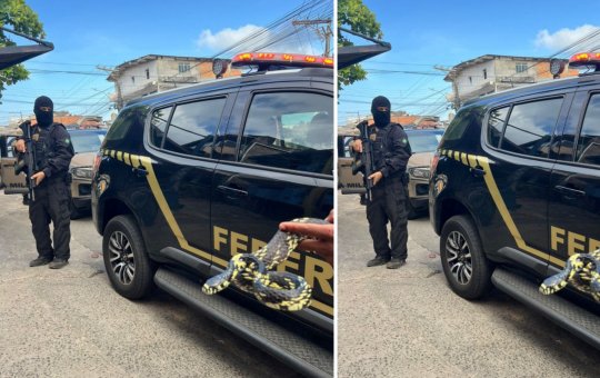 Duas serpentes foram apreendidas em operação que investiga tráfico de animais na Bahia