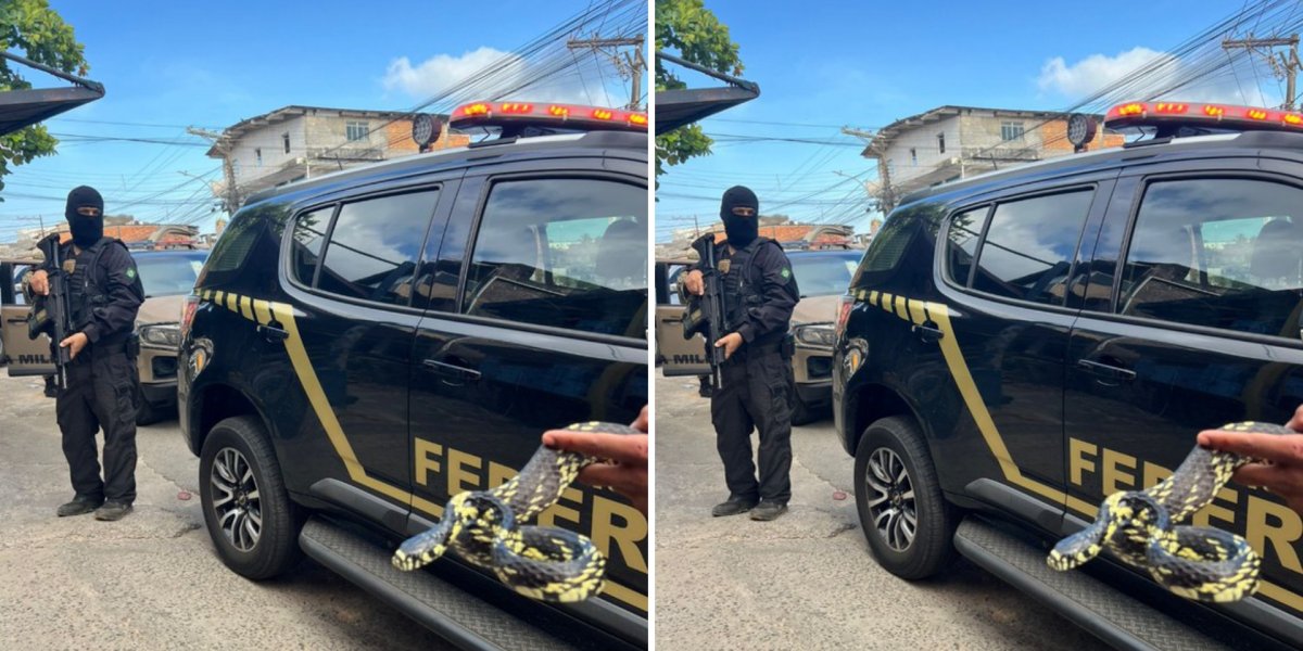 Duas serpentes foram apreendidas em operação que investiga tráfico de animais na Bahia