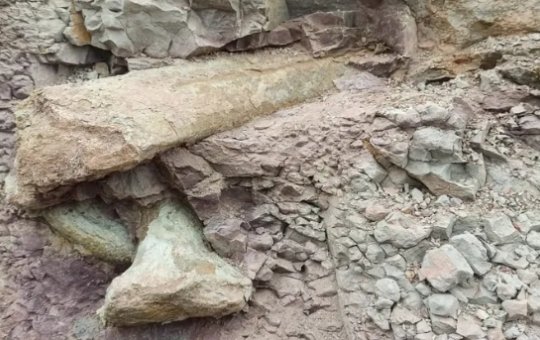 Fósseis encontrados no Maranhão com mais de 100 milhões de anos pertenciam a dinossauro ainda desconhecido