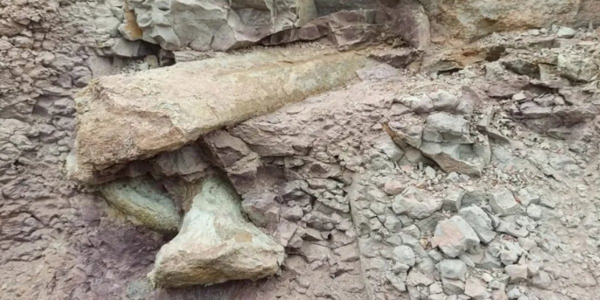 Fósseis encontrados no Maranhão com mais de 100 milhões de anos pertenciam a dinossauro ainda desconhecido