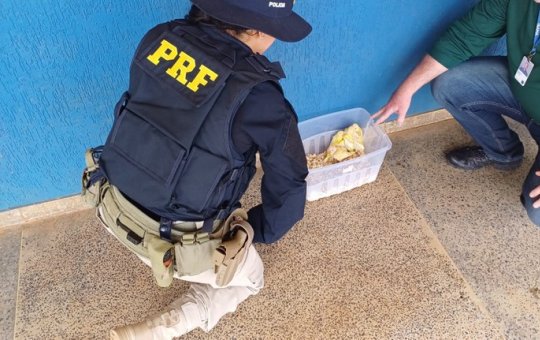 PRF e Ibama resgatam filhotes de ave exótica que estavam sendo levados para Carinhanha