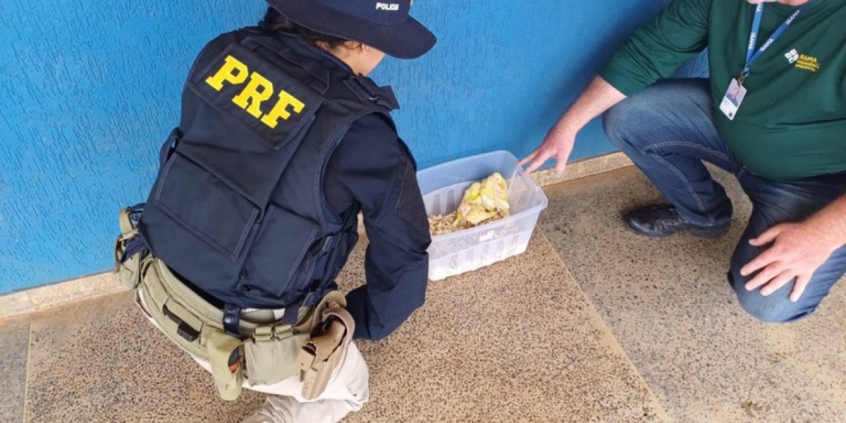 PRF e Ibama resgatam filhotes de ave exótica que estavam sendo levados para Carinhanha
