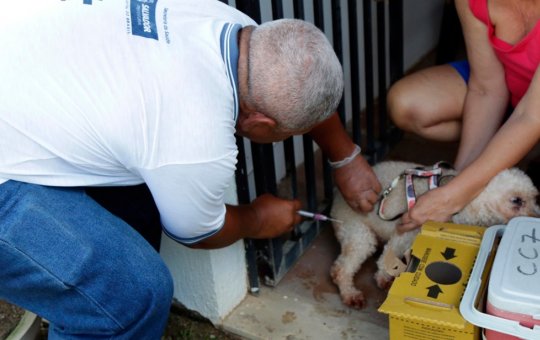 Vacinação Antirrábica para cães e gatos é realizada em áreas estratégicas de Salvador