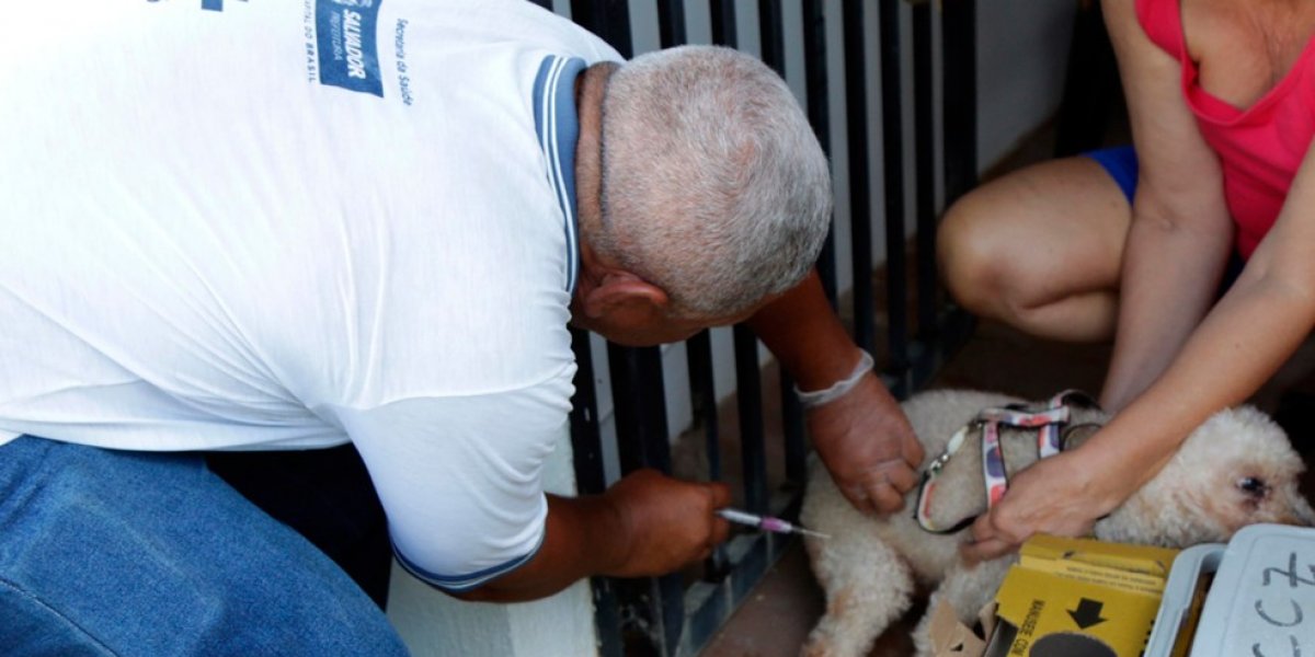 Vacinação Antirrábica para cães e gatos é realizada em áreas estratégicas de Salvador