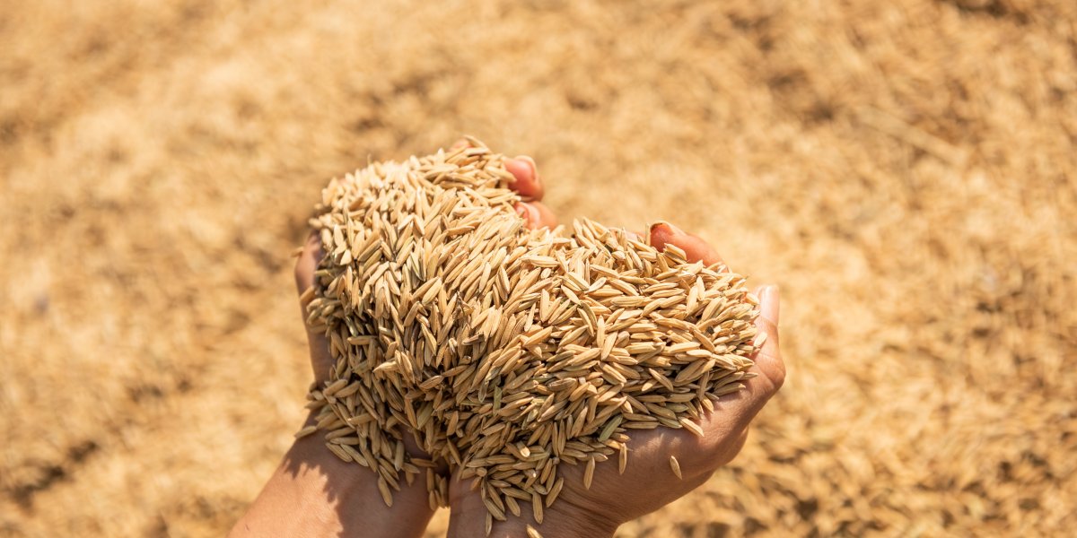 Produção agrícola brasileira cai aproximadamente 7% em 2024, segundo o IBGE