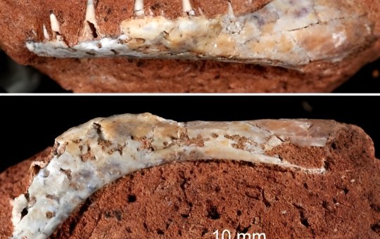 Fóssil com aproximadamente 80 milhões de anos é encontrado em Minas Gerais