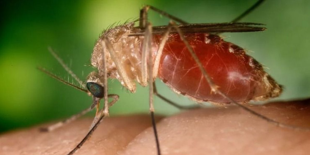 Brasil registra quase 3 mil casos de Oropouche em 2025