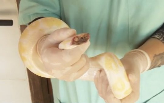 Cobra Píton Albina e outros animais exóticos apreendidos em Goiânia