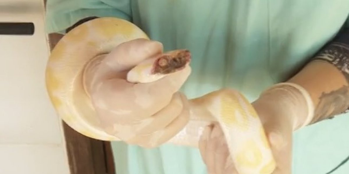 Cobra Píton Albina e outros animais exóticos apreendidos em Goiânia