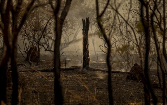 Desmatamento no Cerrado cai 33% em 2024, mas área devastada ainda preocupa