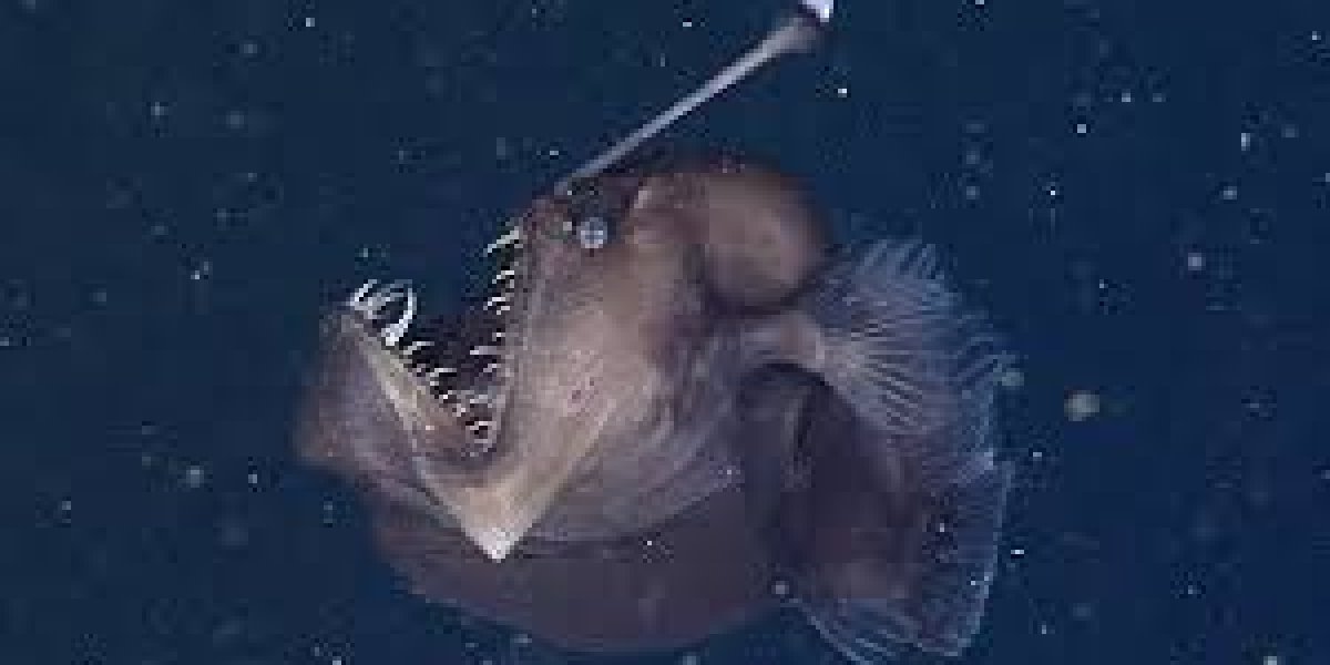 Após mais de 10 anos, mergulhadores voltam a avistar um exemplar de 'peixe-pescador jubarte' vivo