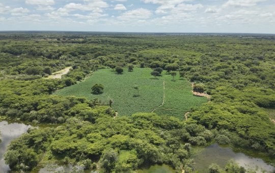 Polícia apreende mais de 50 mil pés de maconha em Carinhanha