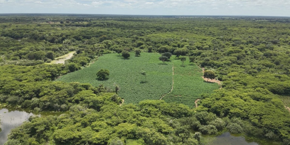 Polícia apreende mais de 50 mil pés de maconha em Carinhanha