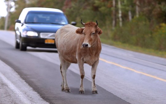 Abate de animais abandonados é permitido? Entenda como a lei funciona no Brasil