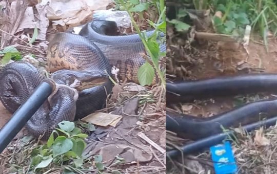 PM resgata sucuri no bairro de Mussurunga, em Salvador