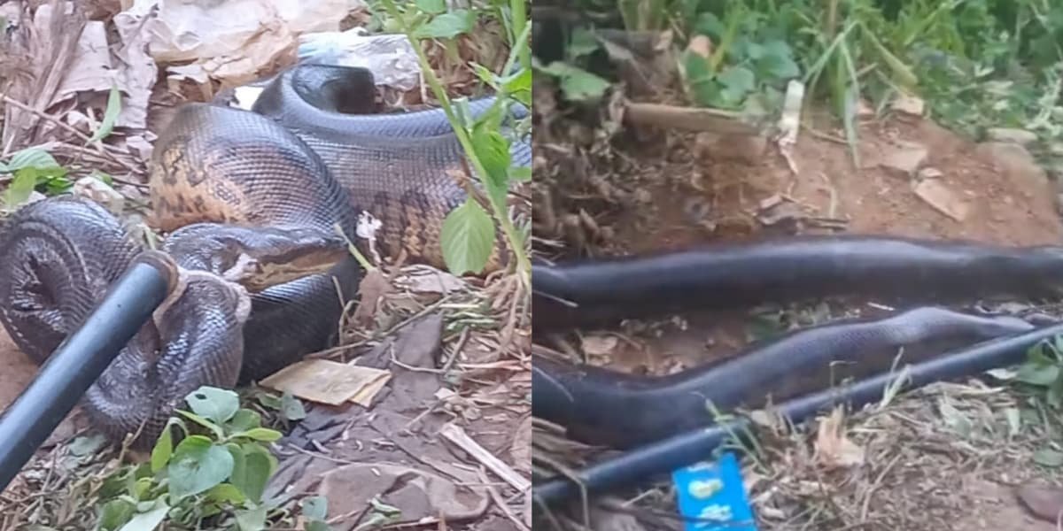 PM resgata sucuri no bairro de Mussurunga, em Salvador