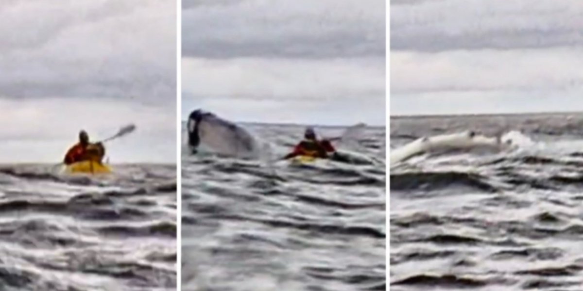 Jovem é engolido por baleia-jubarte no Chile e sai ileso