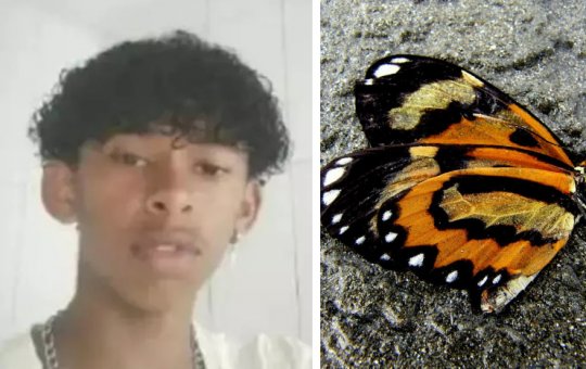 Adolescente morre na Bahia após amassar borboleta e injetar na perna líquido que saiu do animal