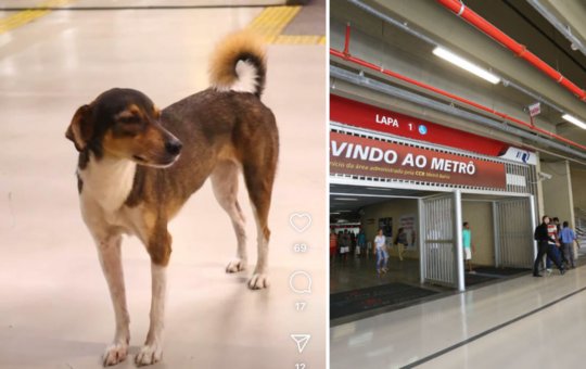 Descaso e crueldade: Animais são expulsos da Estação da Lapa