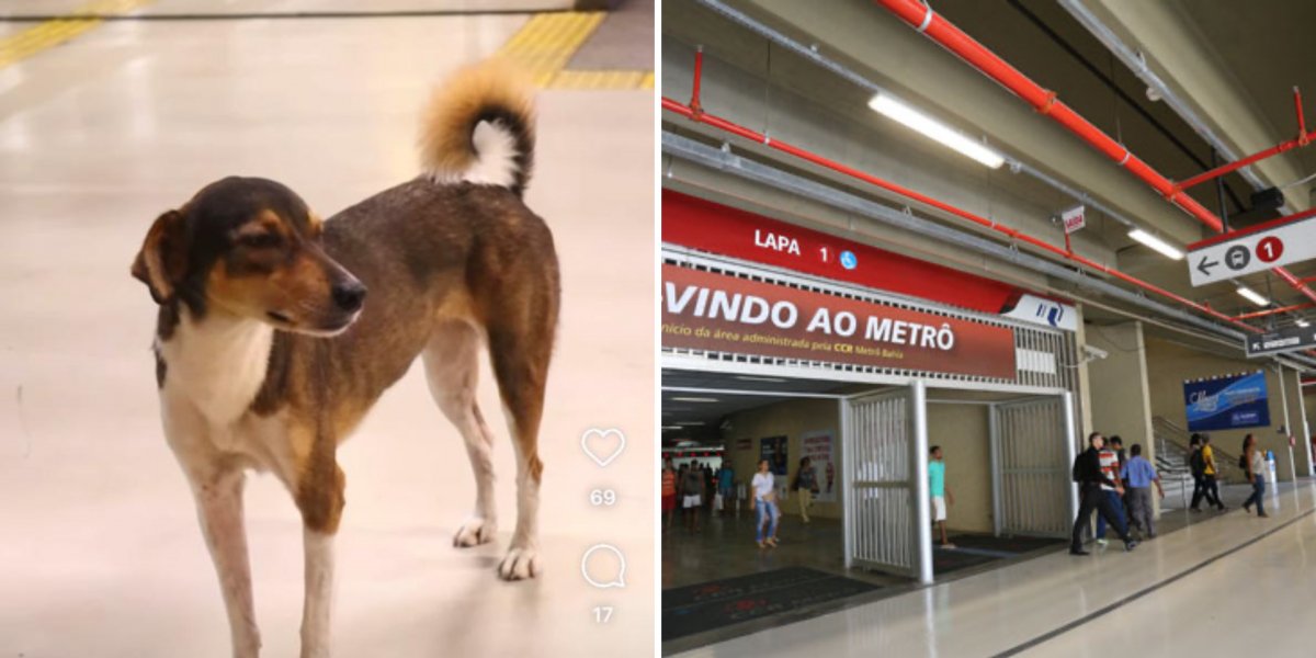 Descaso e crueldade: Animais são expulsos da Estação da Lapa