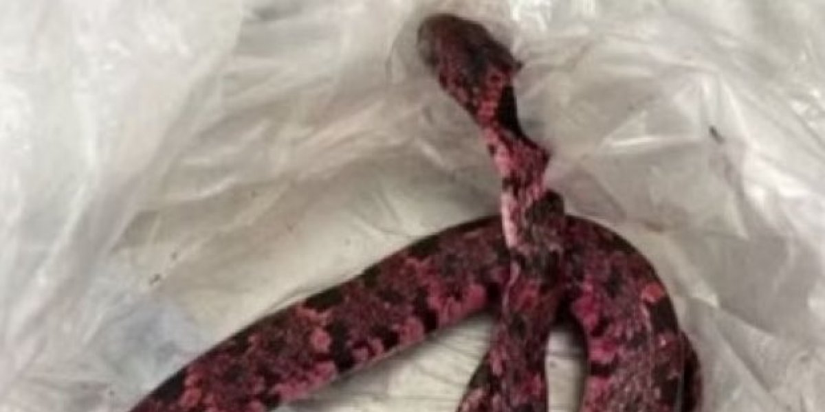 Homem come cobra e regurgita animal após 'encher a cara'