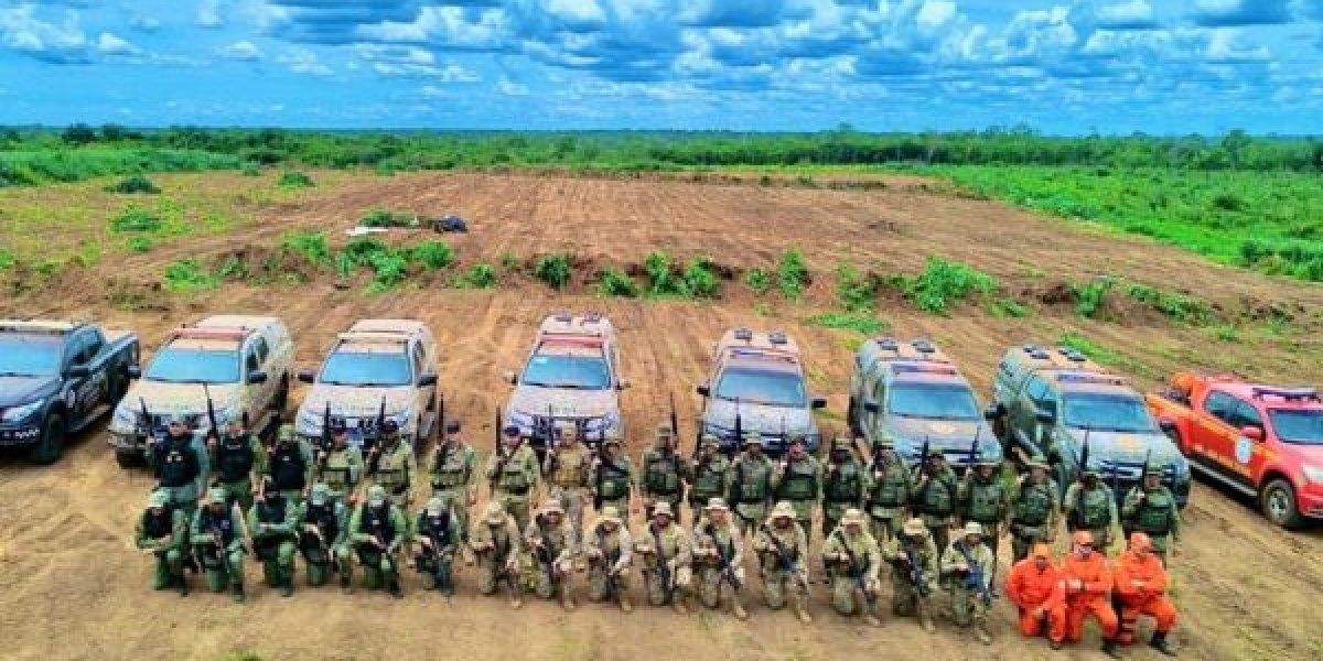 Forças de segurança erradicam 120 mil pés de maconha na divisa entre Bahia e Piauí