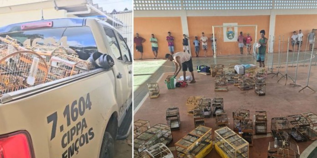 Dois homens são presos e 64 pássaros resgatados na cidade de Iaçu