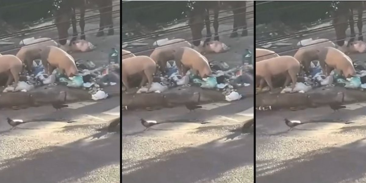 Porcos aparecem no bairro de Periperi e preocupam moradores