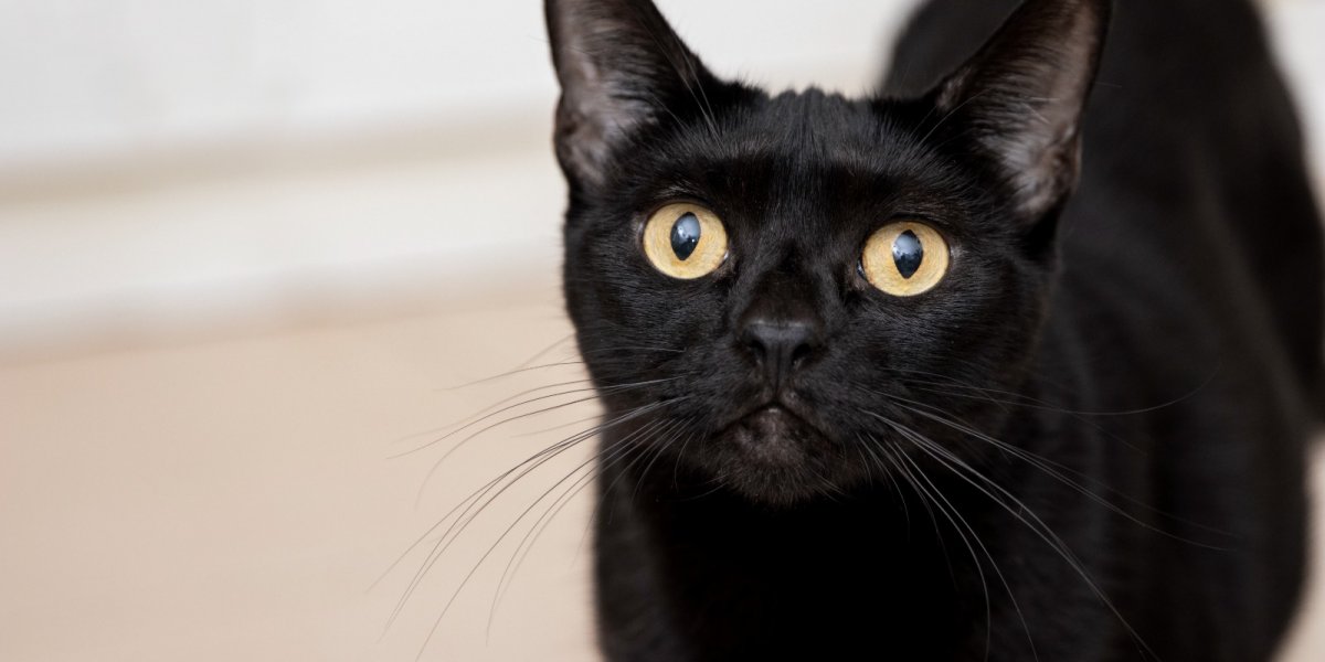 Número de adoção de gatos pretos aumenta após vitória de ‘Flow’ no Oscar 2025