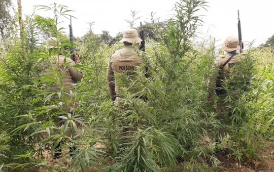 Polícia erradica plantio com 45 mil pés de maconha em Curaçá