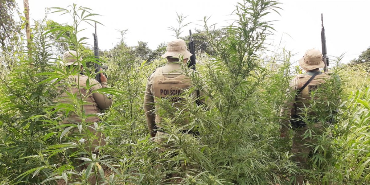 Polícia erradica plantio com 45 mil pés de maconha em Curaçá
