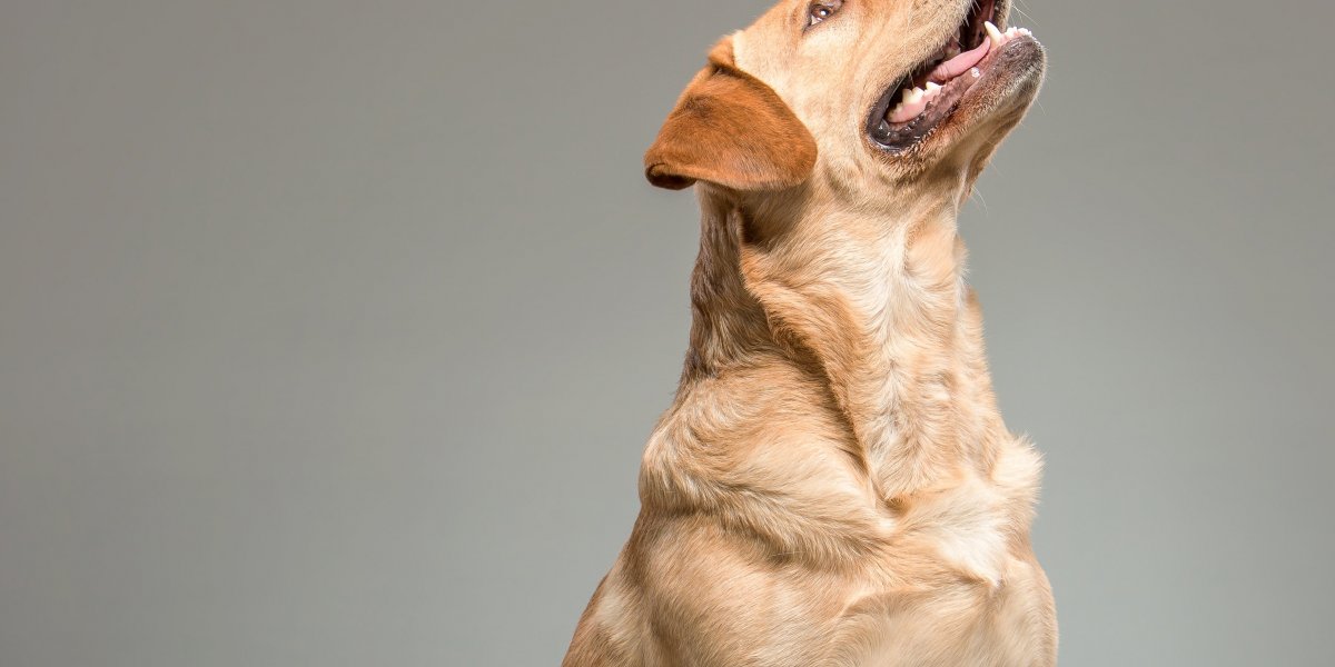 Homem entra com ação após ser mordido pelo próprio cachorro enquanto trabalhava em Home Office