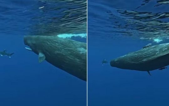 Mergulhador é salvo por duas baleias cachalotes após ataque de tubarão nas Ilhas Maurício