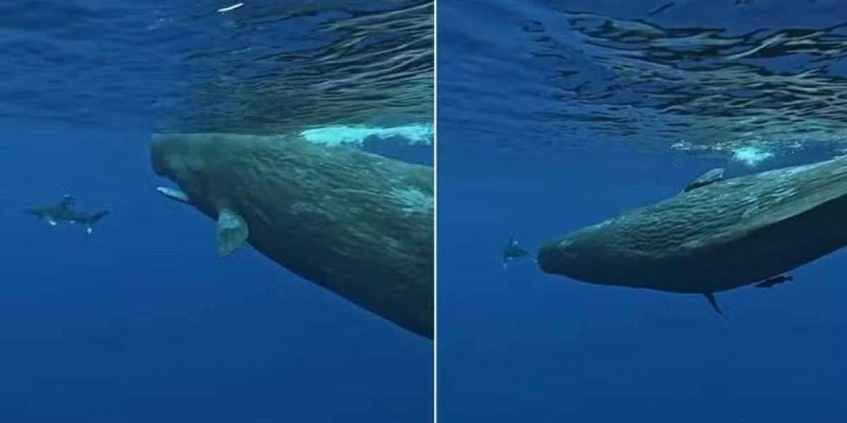 Mergulhador é salvo por duas baleias cachalotes após ataque de tubarão nas Ilhas Maurício