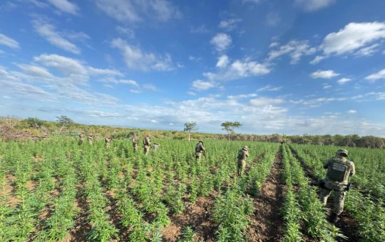 Polícia erradica 90 mil pés de maconha durante ação integrada em Filadélfia
