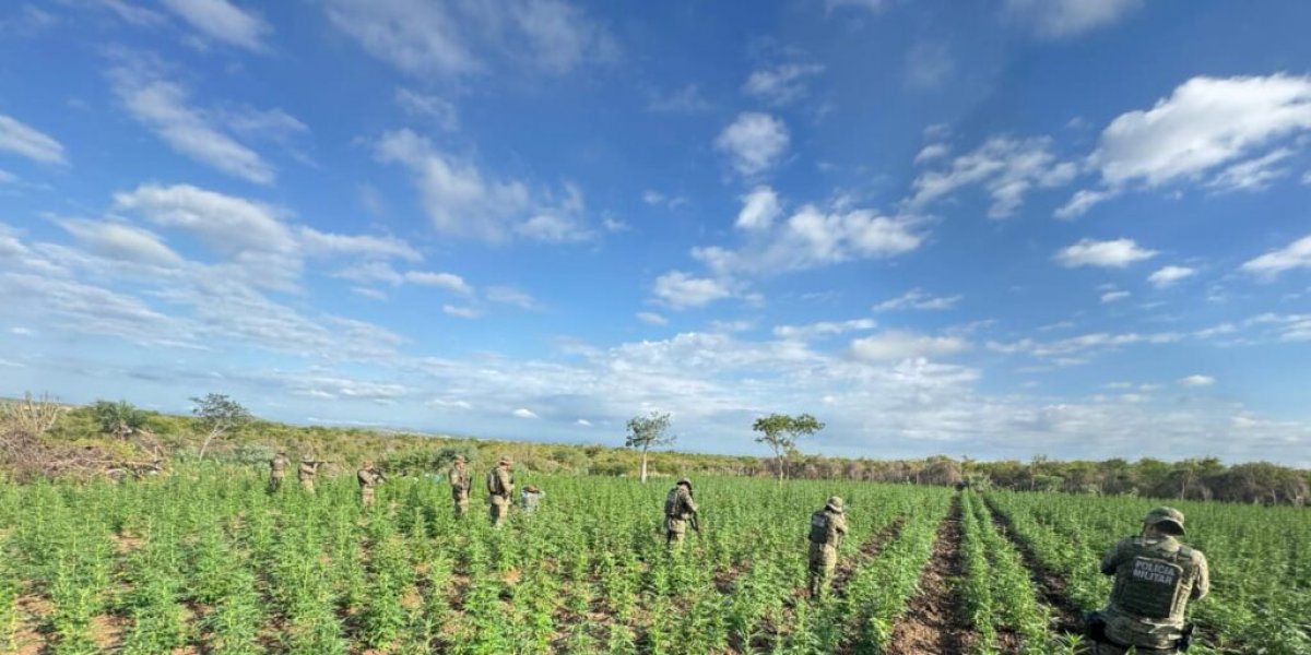 Polícia erradica 90 mil pés de maconha durante ação integrada em Filadélfia