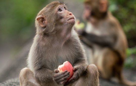 Oxente? Macaco 'sequestra' filhote de cachorro e vídeo viraliza na internet