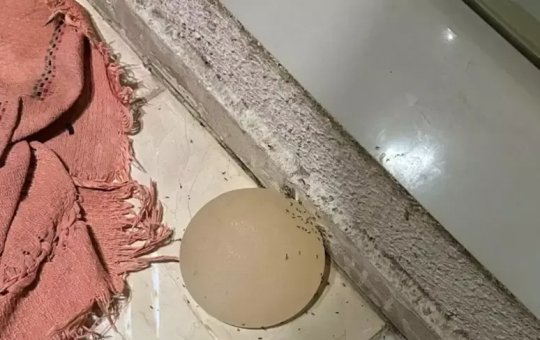 Homem é preso após arrancar silicone da companheira com faca