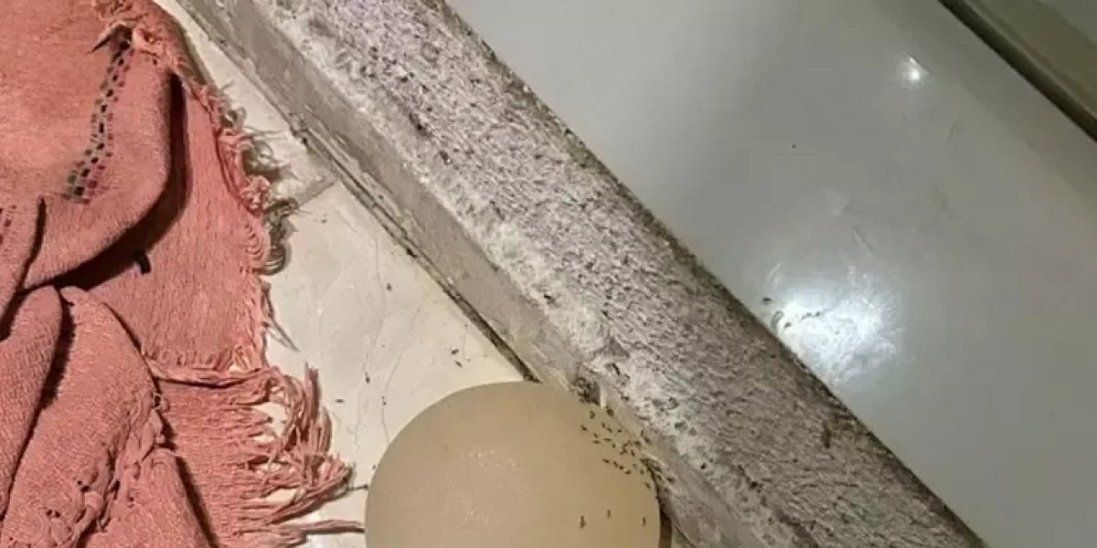 Homem é preso após arrancar silicone da companheira com faca