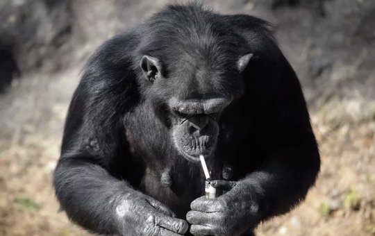Chimpanzé fuma cigarro em zoológico chinês e surpreende visitantes e funcionários