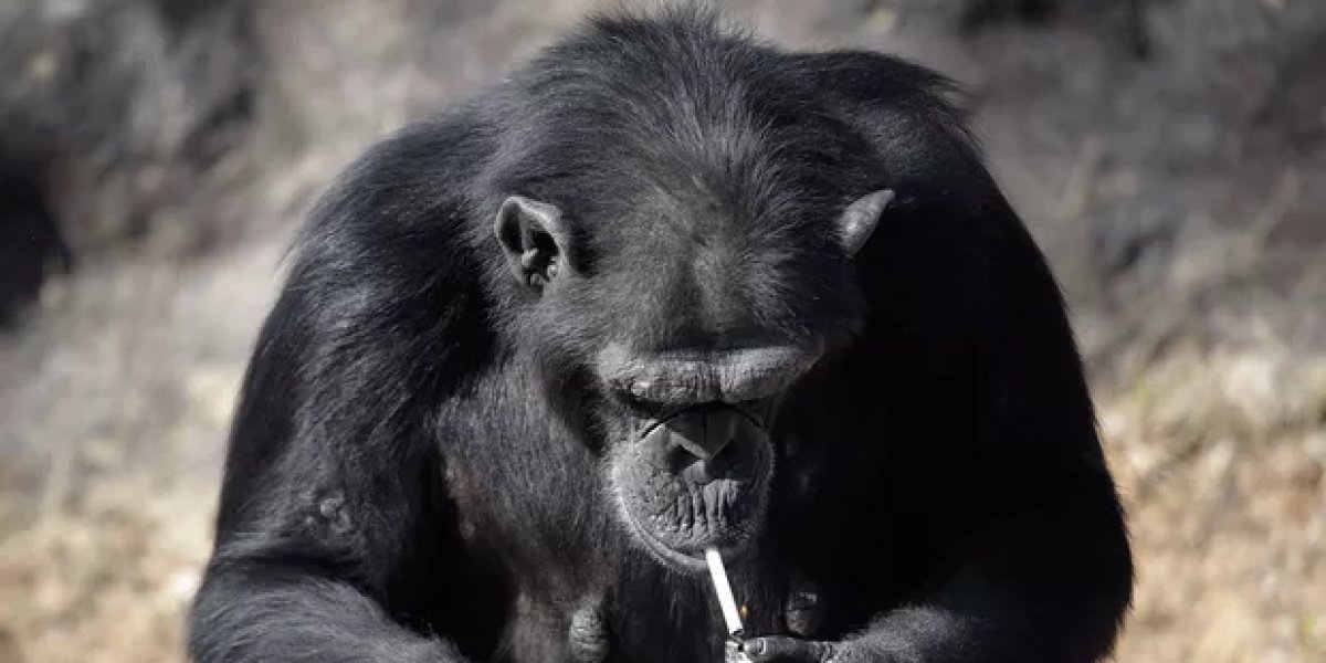 Chimpanzé fuma cigarro em zoológico chinês e surpreende visitantes e funcionários