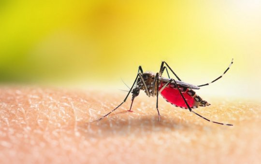 Brasil registra 500 mortes por dengue no 1º trimestre de 2025