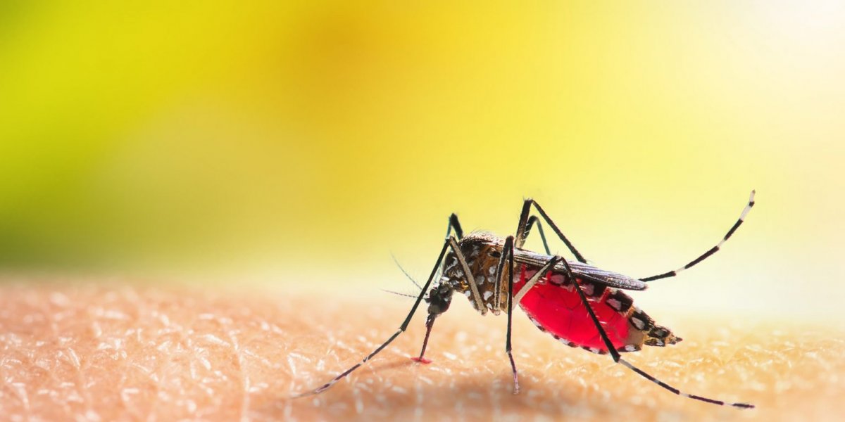 Brasil registra 500 mortes por dengue no 1º trimestre de 2025