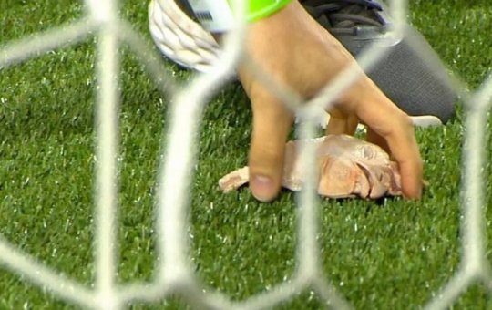 Torcida do Palmeiras lança cabeças de galinha em campo e clássico contra o Corinthians é interrompido duas vezes