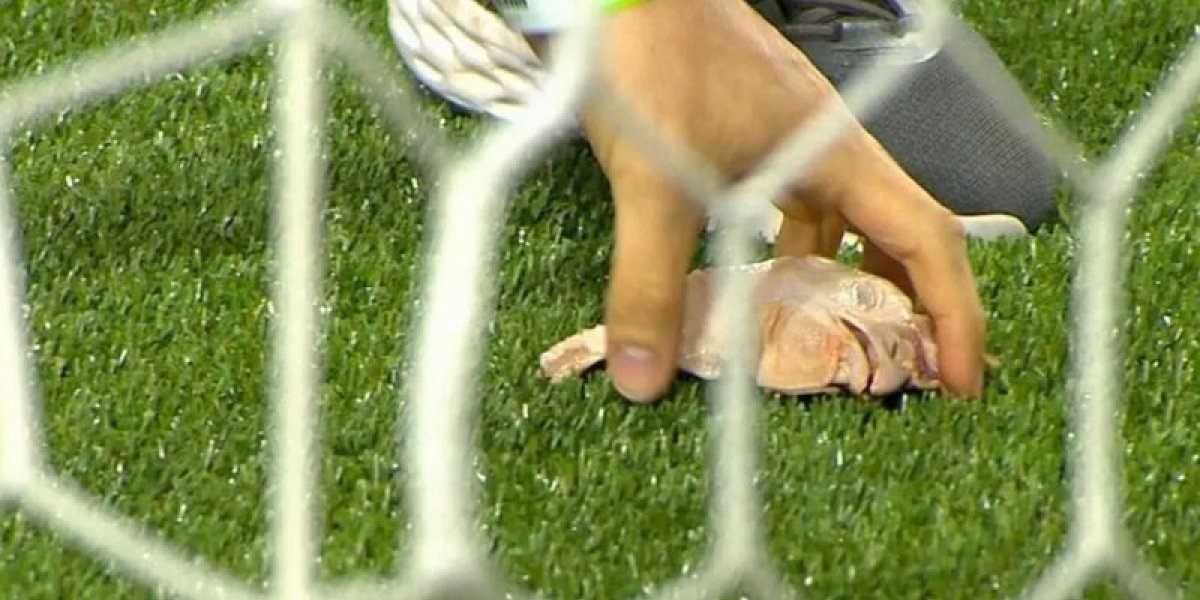 Torcida do Palmeiras lança cabeças de galinha em campo e clássico contra o Corinthians é interrompido duas vezes