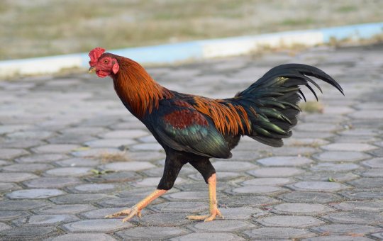 PM desfaz rinha de galo na Bahia com 18 pessoas envolvidas