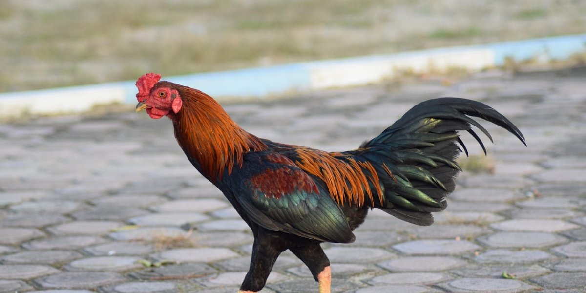 PM desfaz rinha de galo na Bahia com 18 pessoas envolvidas