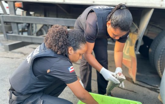 Polícia Civil apreende pescados impróprios durante operação em feiras de Salvador